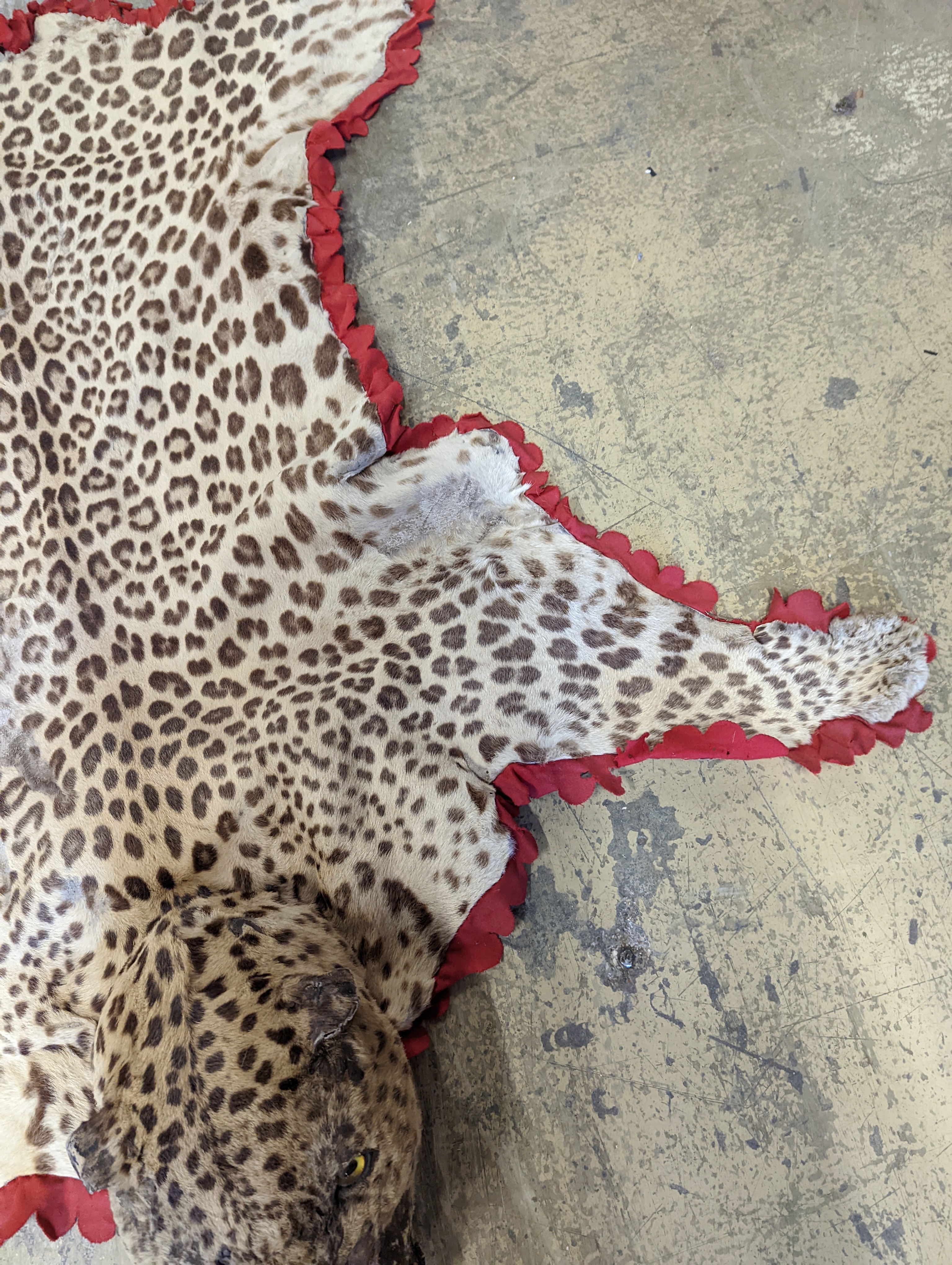 Taxidermy - a Leopard skin rug with head and stitched felt border, nose to tail 215cm